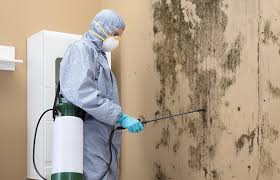 Mold Odor Removal Services in Avis, PA